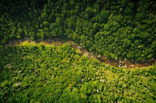 An aerial view of a forest on Cape Breton Island, Nova Scotia