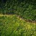 An aerial view of a forest on Cape Breton Island, Nova Scotia