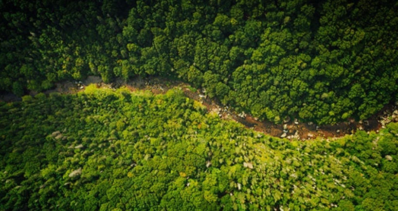 An aerial view of a forest on Cape Breton Island, Nova Scotia