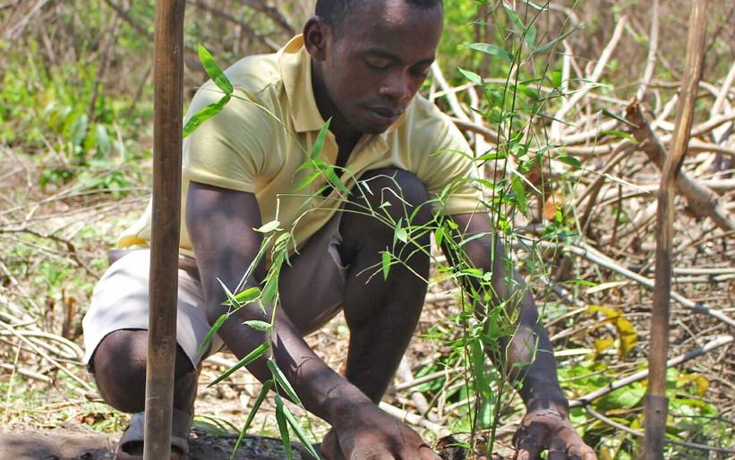 Bambusa vulgaris has the ability to take over an area quickly