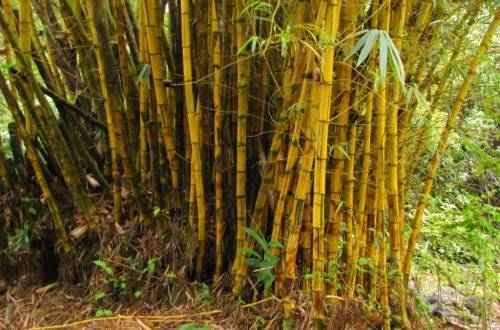 Bambusa vulgaris (Common bamboo, giant yellow clumping bamboo)