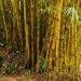 Bambusa vulgaris (Common bamboo, giant yellow clumping bamboo)