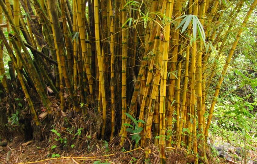 Bambusa vulgaris (Common bamboo, giant yellow clumping bamboo)