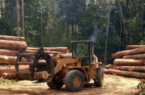 Guinea's deforestation