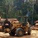 Guinea's deforestation
