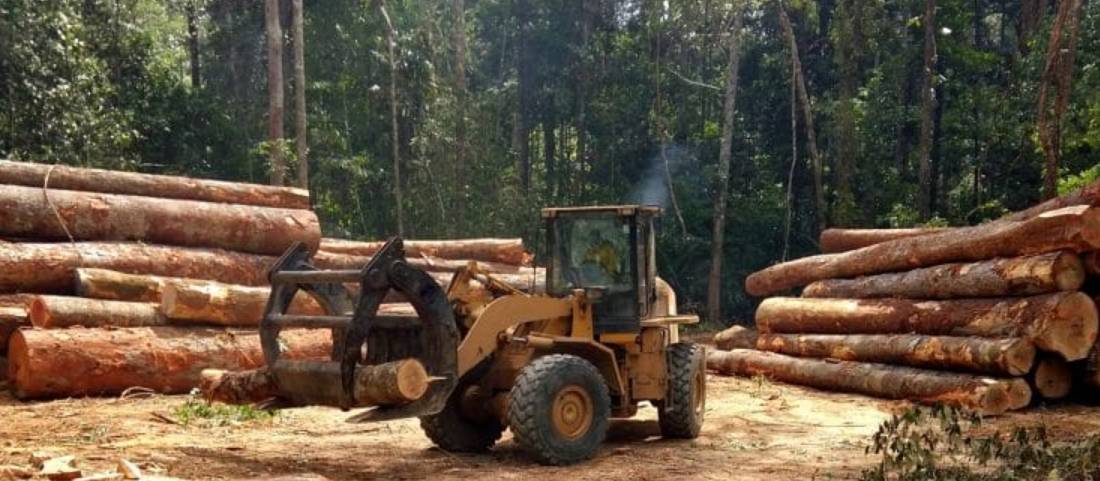 Guinea's deforestation