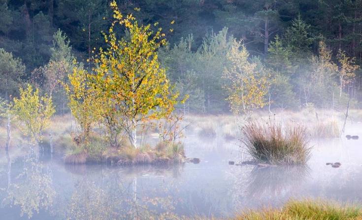 Fluffy birches in Germany, swamp birches