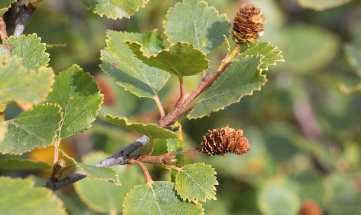 Leaves and fruits of downy birch