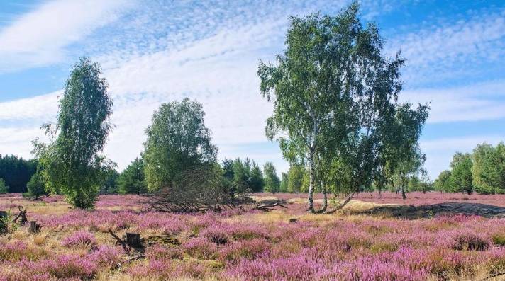 Birches in the midst of blooming moorland