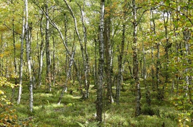 Fluffy birch trees in the Red Swamp (Rotes Moor) in the German Rhön mountain range in Hesse