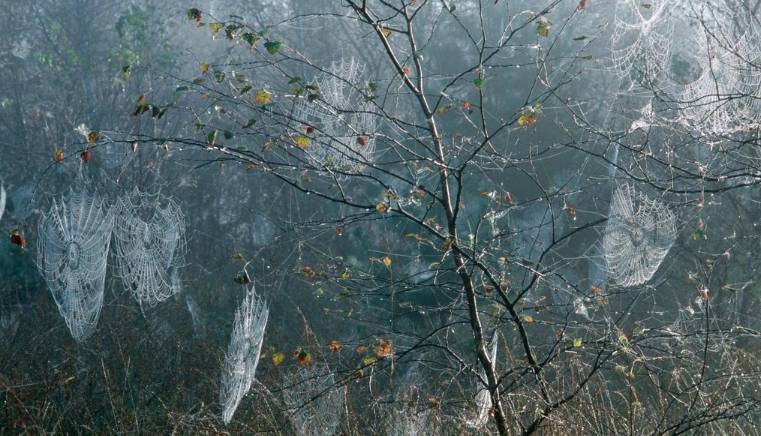 Cobwebs on birch trees in Lower Saxony
