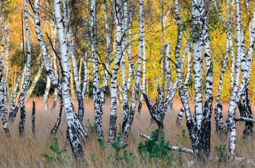 Why do people like birches so much in Germany?