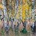 Why do people like birches so much in Germany?