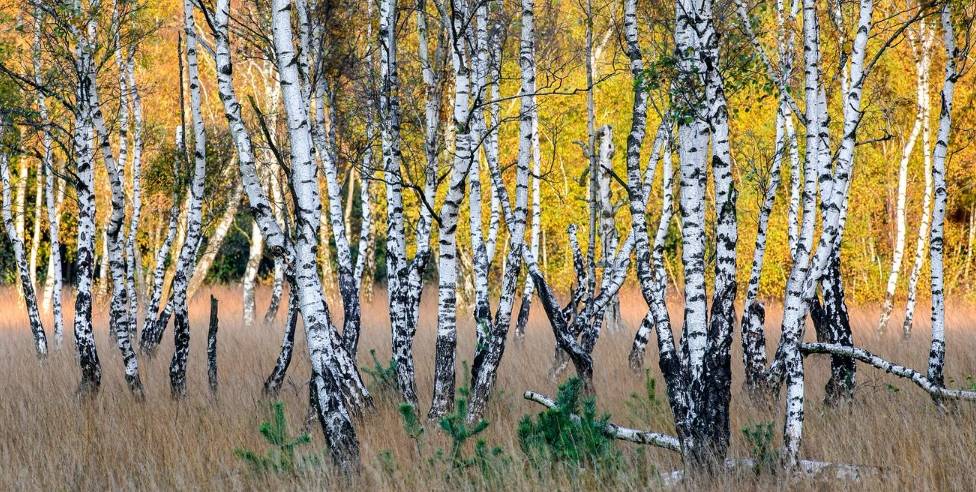 Why do people like birches so much in Germany?