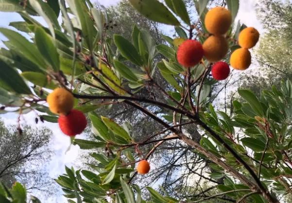 strawberry tree