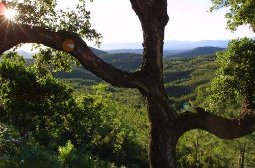 ecology and economy in the management of our forests