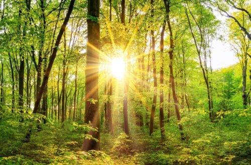 Adapt forestry to climate change