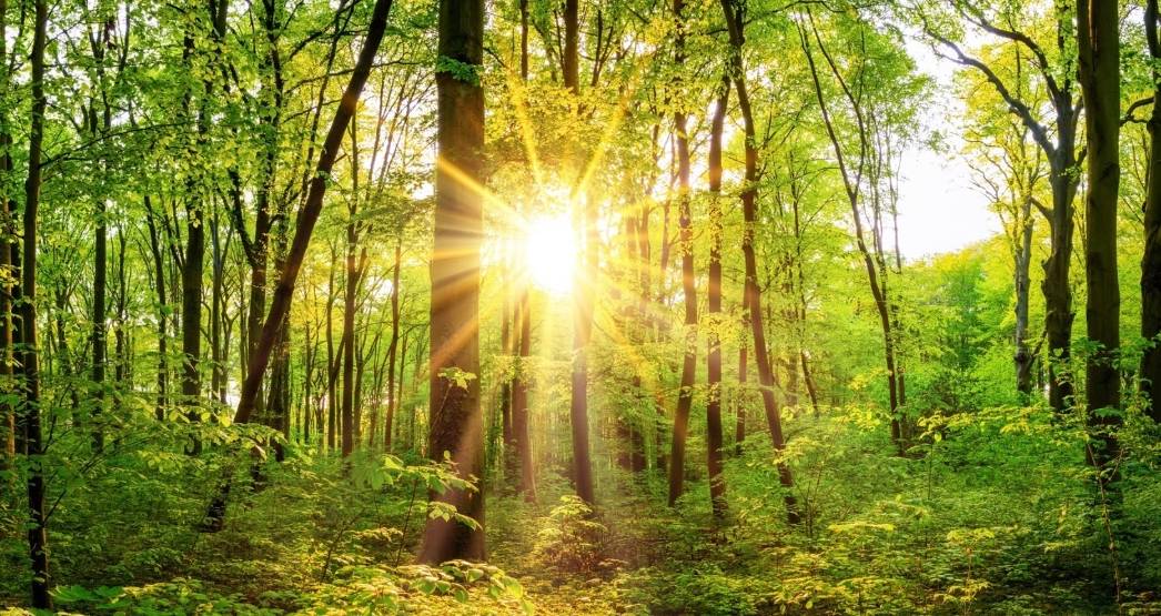 Adapt forestry to climate change