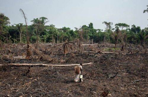 Deforestation in tropical forests