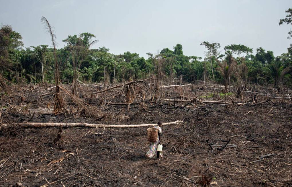 Deforestation in tropical forests