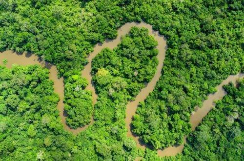 The Congo Basin forest, "second lung of the earth"