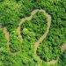 The Congo Basin forest, "second lung of the earth"