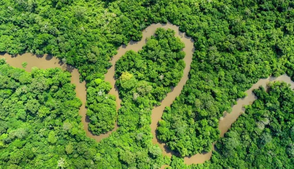 The Congo Basin forest, "second lung of the earth"