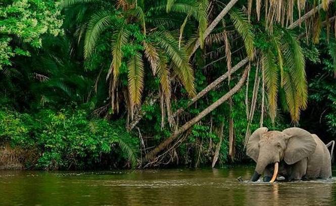 The Congo Basin forest, "second lung of the earth"