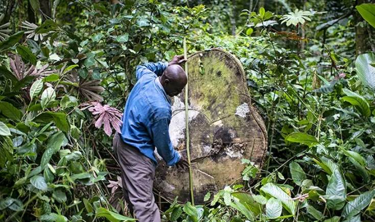 The Congo Basin forest, "second lung of the earth"