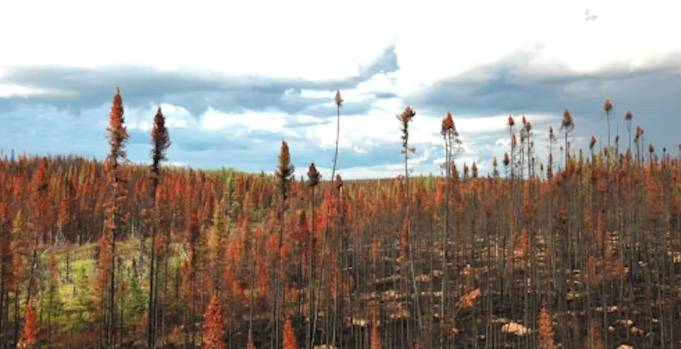 North American Boreal Forest Fires