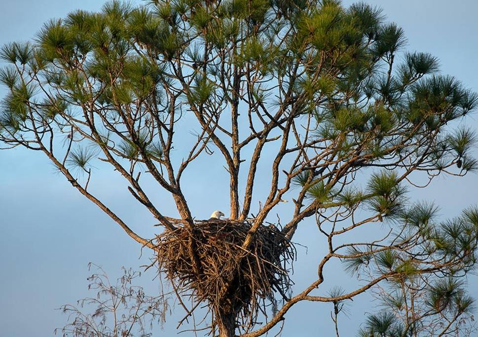 A BALD EAGLE, FLORIDA