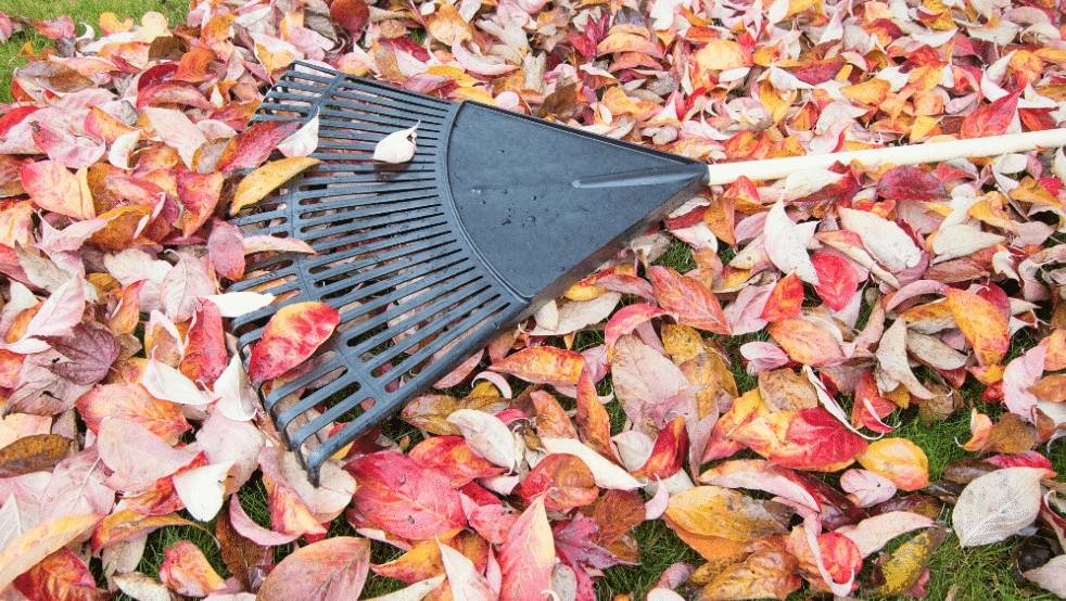 Leave dead leaves in place to promote biodiversity and CO2 storage