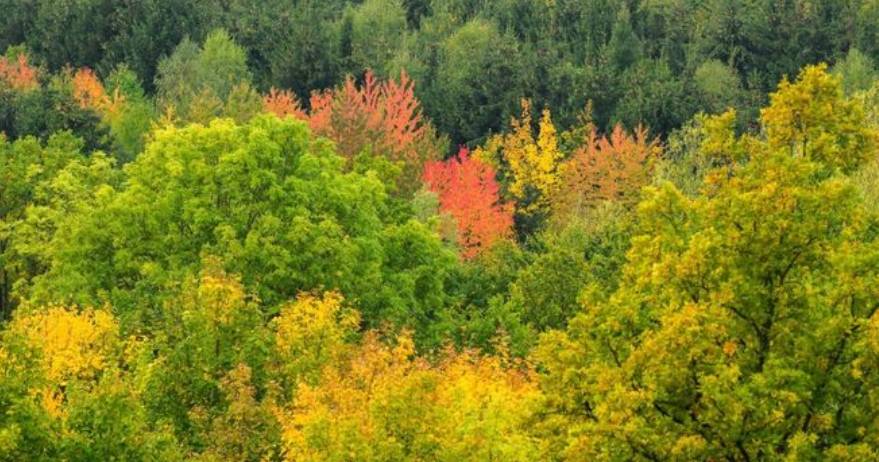 Deciduous trees with autumn leaves