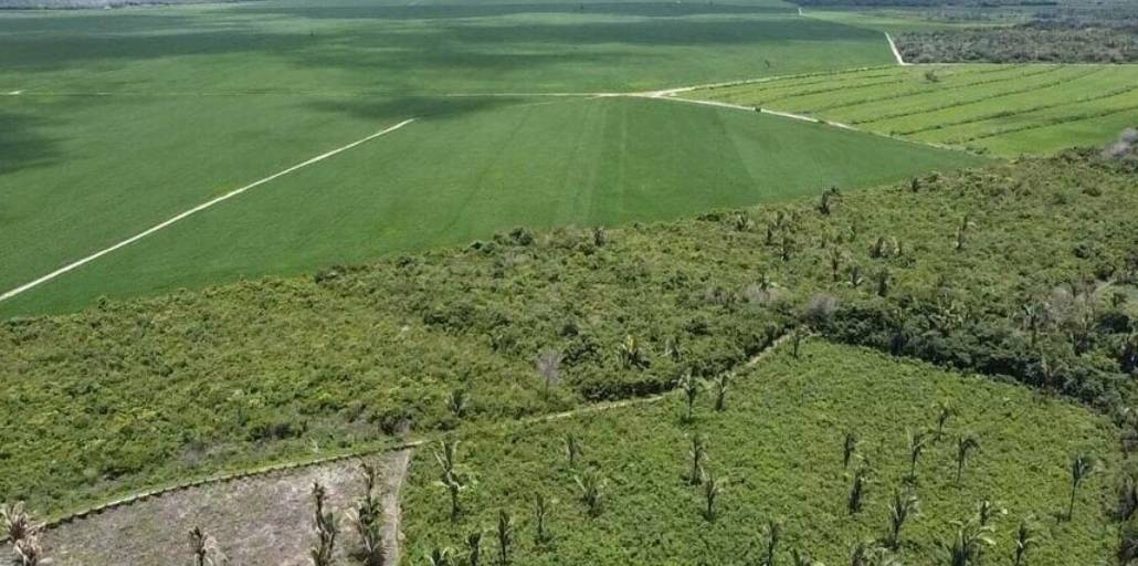 can Brazil reap more crops without cutting down the rainforest