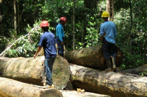 New plan launched to help end deforestation by 2030