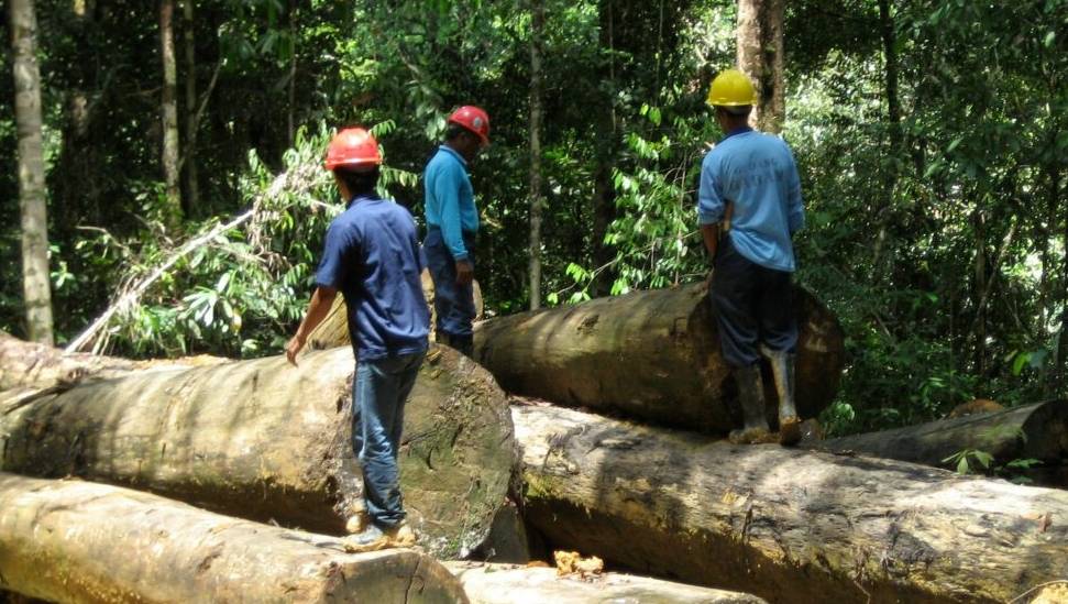 New plan launched to help end deforestation by 2030